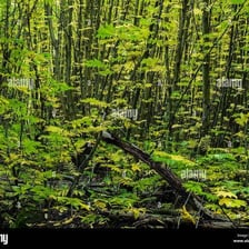 Closely packed vegetation in a dense forest
