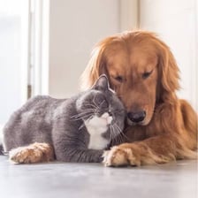 A domestic dog and cat together in a home