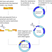 A scientific illustration of DNA used to identify an evolutionary marker