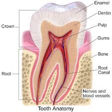 An anatomical illustration showing a human molar tooth.