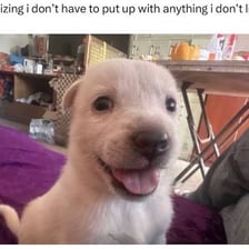 An adorable puppy being held by a person.