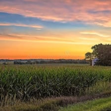 A cornfield in the Iowa countryside.