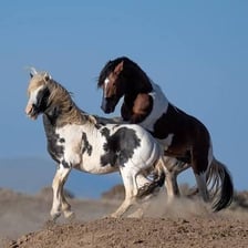 Pinto horses displaying irregular patches of white and darker coloring.