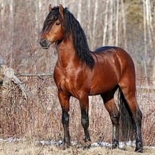 Bay horses with reddish-brown coats and dark manes.