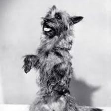 Toto, Dorothy’s small dog from The Wizard of Oz