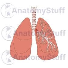 Educational illustration of the human lungs