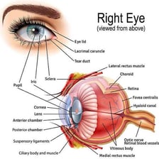 An anatomical diagram of a human eye showing the retina