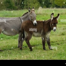 Two donkeys standing in a grassy pasture