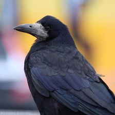A rook, a dark bird in the crow family, perched on a branch.
