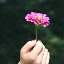 A flower supported by its stem