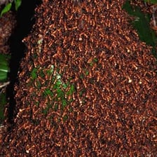 Army ants traveling together in a line.