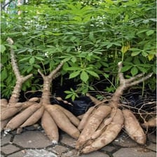 Cassava plants with their starchy roots exposed