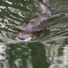 A river otter swimming at the surface of a river.