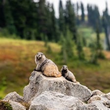 A marmot standing in a mountain meadow