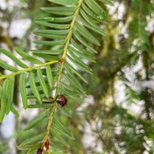 A yew tree with dense evergreen needles and branches.