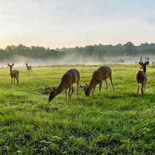 Several male deer with antlers standing together