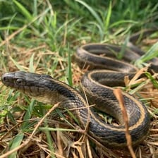 A snake moving in a winding motion through grass.