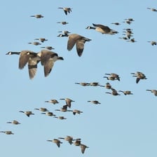A flock of geese flying in formation during migration