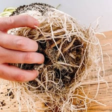 Hands transferring a root-bound houseplant into a larger container.