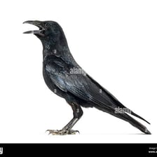 A crow calling with its beak open