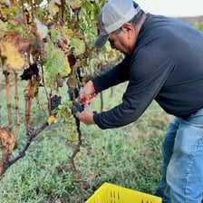 Grape clusters being harvested in a vineyard