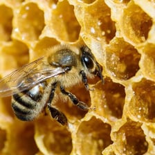 A honeybee on a honeycomb containing honey