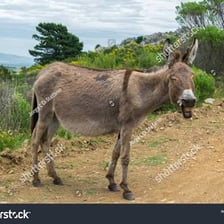 A donkey with its mouth open as it brays.