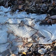 A thin layer of ice covering a puddle in winter
