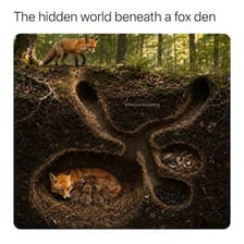 A fox resting inside a sheltered den.