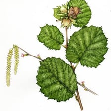 A botanical print showing a detailed leaf illustration.