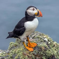 A group of auk seabirds, including puffins or murres, on a northern coast.