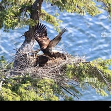 Eaglets in a large nest on a high cliff.