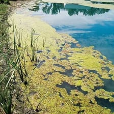 Green algae covering the surface of a pond
