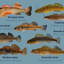 A small freshwater darter fish resting near the bottom.