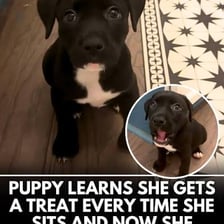 A seated dog looking at a treat held by its owner.