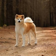 An Akita, a large Japanese dog breed.