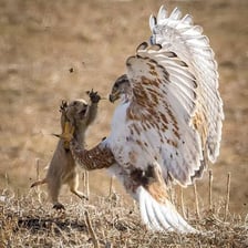 A hawk hunting a smaller animal.