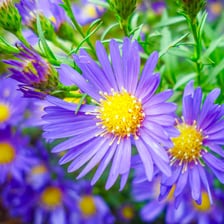 Purple aster flowers in bloom