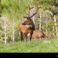 A large elk standing in a meadow