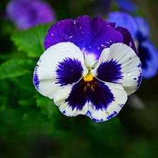 A group of brightly colored pansy flowers.