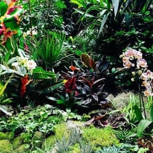 A lush garden landscape evoking a paradise.