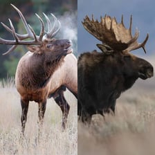 An elk shown alongside a moose for comparison.