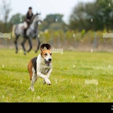 A hound dog following a scent trail