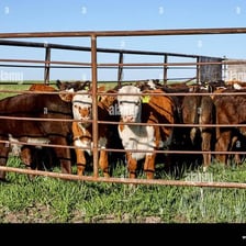 Cows standing inside a fenced livestock pen