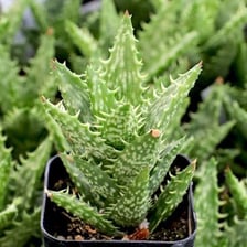 Aloe succulents with fleshy leaves, including lace aloe and tiger-tooth aloe.