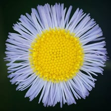 A fleabane plant with small daisy-like flowers