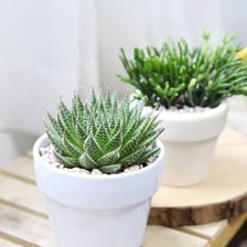 An aloe vera plant with pointed fleshy leaves