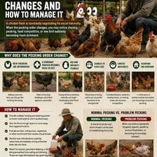 Chickens pecking food together in a coop