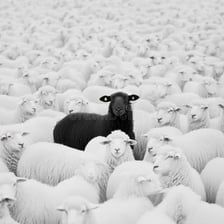 A black sheep separated from a flock of white sheep