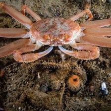A snow crab on the ocean floor.